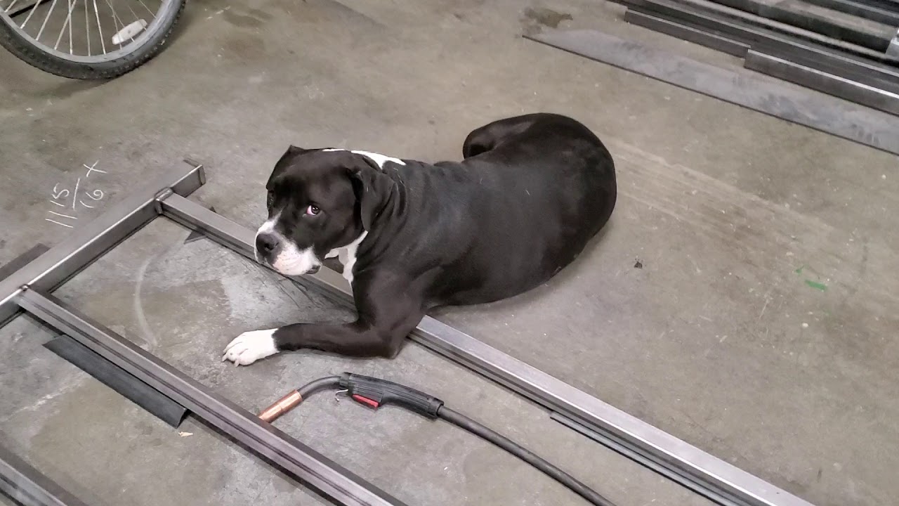 Welding dog YouTube