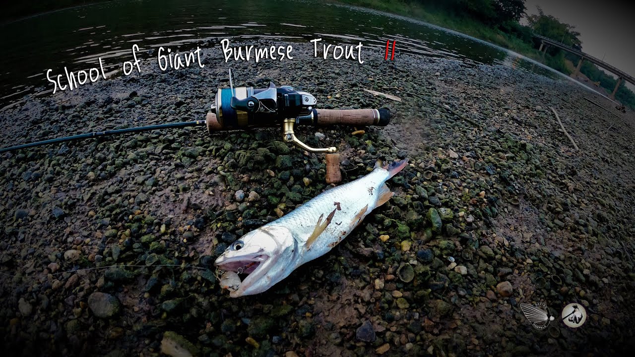 [2019] School of Giant Burmese Trout II