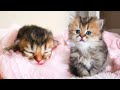 WATCH BABY KITTEN GROW: 0-4 WEEKS OLD Scottish Straight Longhair Black Golden Shaded Female Kitten