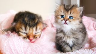 WATCH BABY KITTEN GROW: 04 WEEKS OLD Scottish Straight Longhair Black Golden Shaded Female Kitten