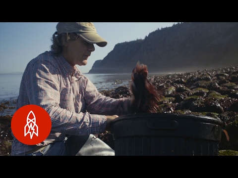 Video: Fotografski Esej: Divja In Kultura Na Otoku Grand Manan - Matador Network