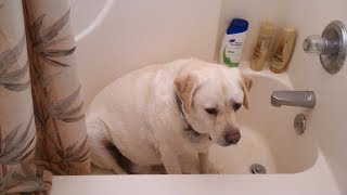 Dogs HATE Taking Baths! (Cute & Funny Pets Compilation)