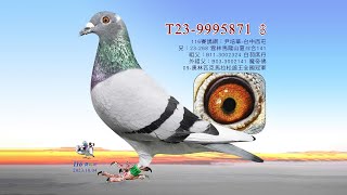 【尹培華】T23-9995871