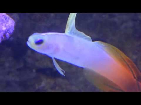 Repaso al Reef porque está muy bonito XD