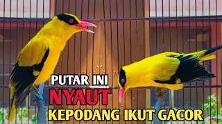 SUARA BURUNG kepodang gacor NGEPLONG tarung ini paling ampuh buat PANCINGAN KEPODANG agar EMOSI