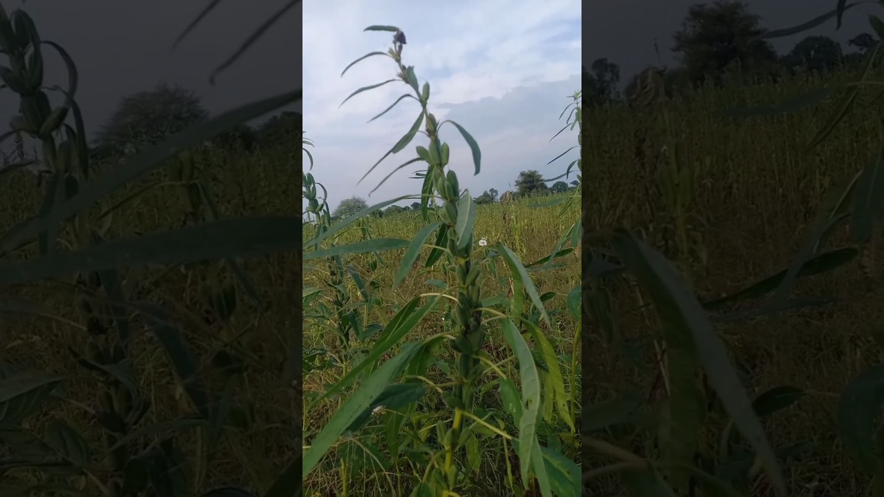 sesame after 80 days 