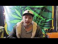 How to Low Stress Train Cannabis Plants (LST Tutorial)