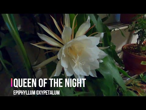 My Queen Of The Night Timelapse