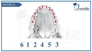 Eruption Sequence Of Permanent Teeth Sequence Of Eruption Link In Description Short Video
