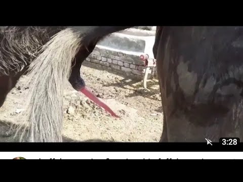 Donkey And Cow Mating Youtube