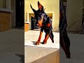 three reasons jiski vajah se tum dobarman ko sath rakhna chahoge#animalfacts ##Doberman