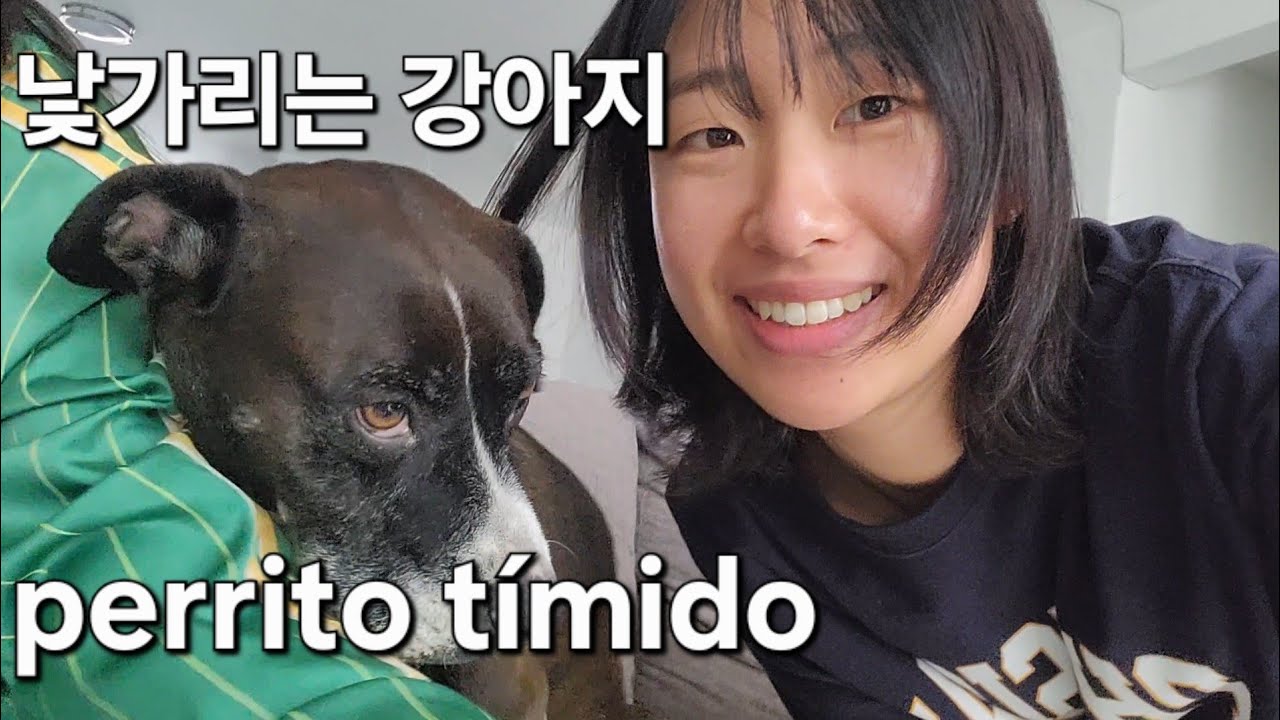 강아지를 만났어요! 공부하고 장 보는 하루|Perritos, estudio y compras|Un día normal en México
