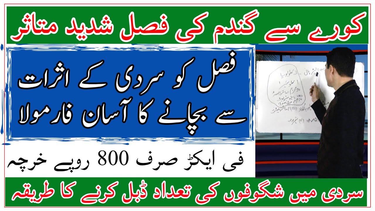 Frost effect on wheat crop in Pakistan| How to save wheat from frost| کورے سے گندم کو کیسے بچائیں؟