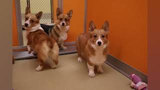 Introducing the Corgi’s , Marianne, Betty and Judy @ ￼ www.pawsandclaws.org