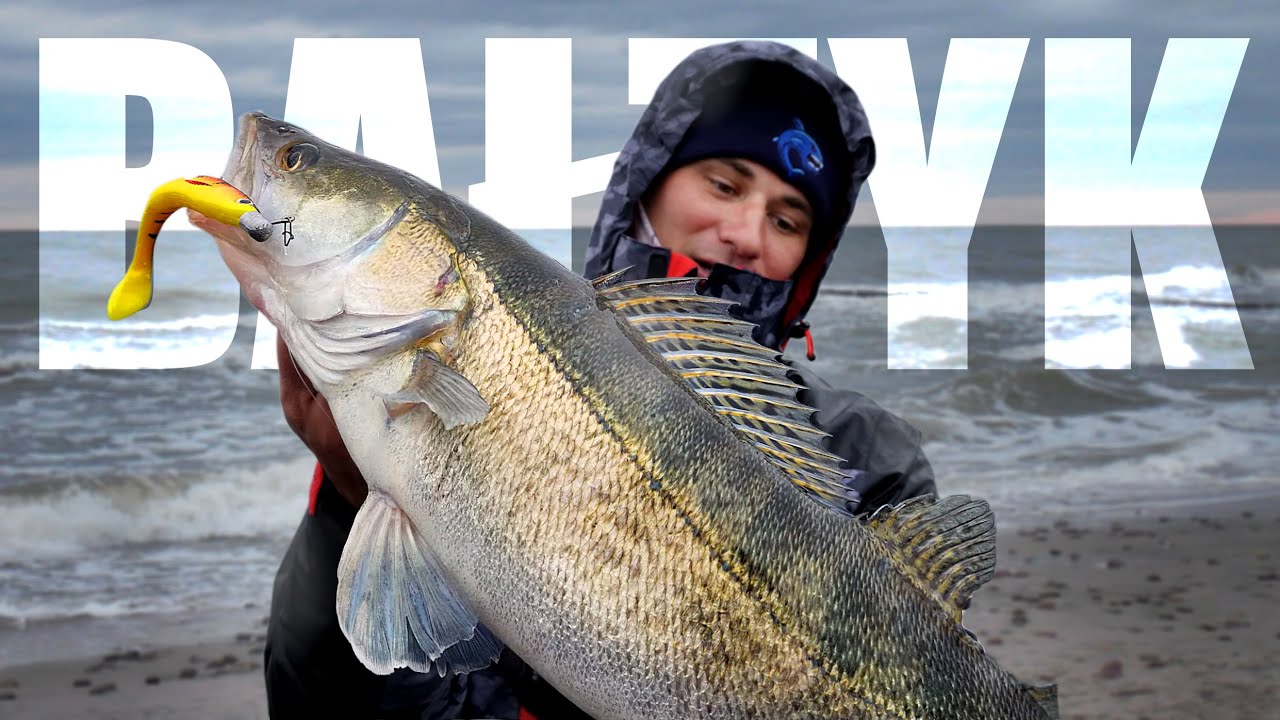 Łowimy sandacze w zatokach Bałtyku