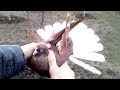 Николаевские голуби.  Красные белохвостые с какардой