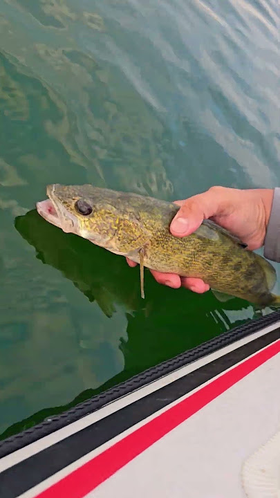 Cetch and Release  #Fish #catchandrelease #shorts #fishing