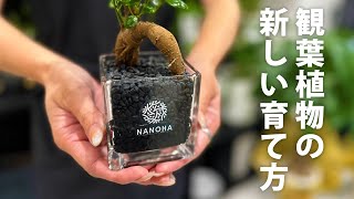 ガジュマル】砂利で育てる観葉植物・虫が湧きにくく衛生的（白砂利