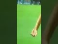 هل استحق الترجي ضربة جزاء ضد الأهلي بسبب لمسة يد على إمام عاشور الاهلي