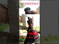IGOBHEKO SONG MAMA WAKAMBO OFFICIAL AUDIO YJ STUDIO 