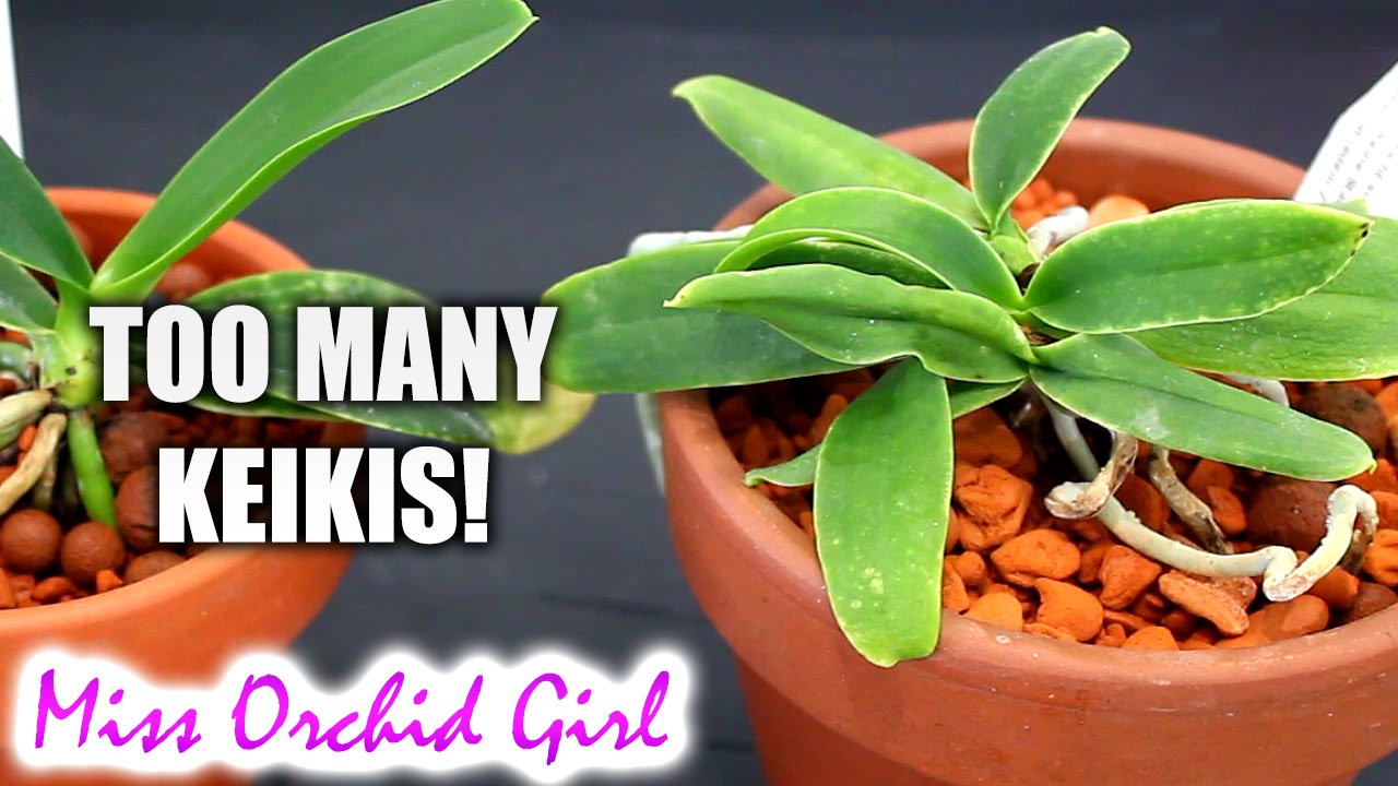 Too many keikis on one Orchid!