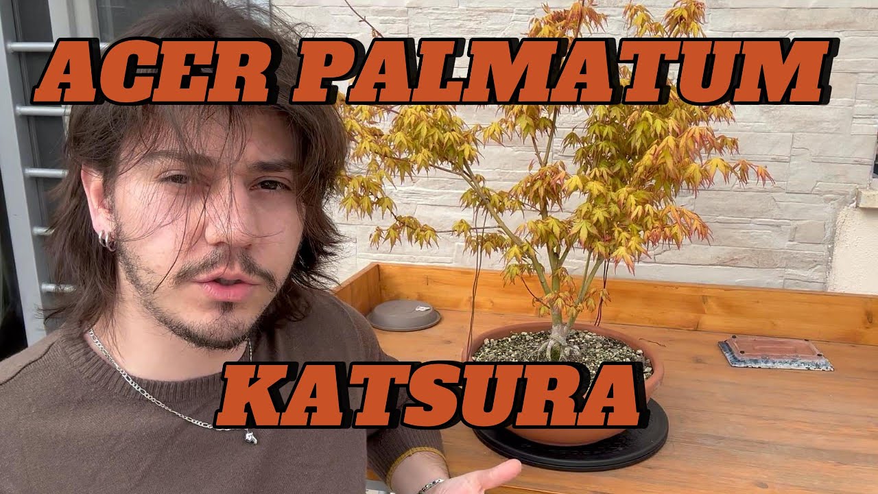 CONOSCIAMO ACER PALMATUM KATSURA