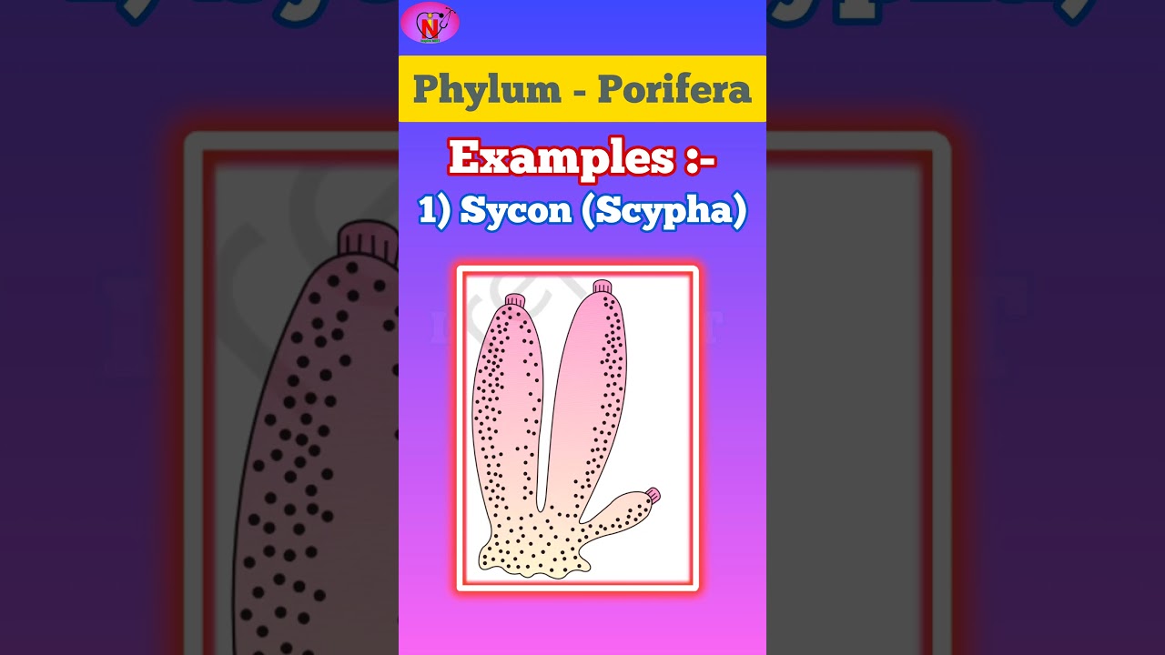 Phylum Porifera || Animal Kingdom || Examples || Scientific name with Pictures || NEET 2025 Biology