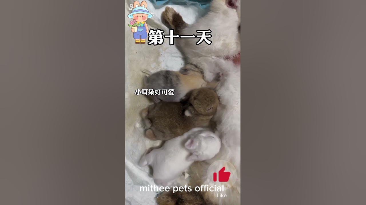 The Untold Story of Baby bunny growth day by day #shorts @Mitheepets123