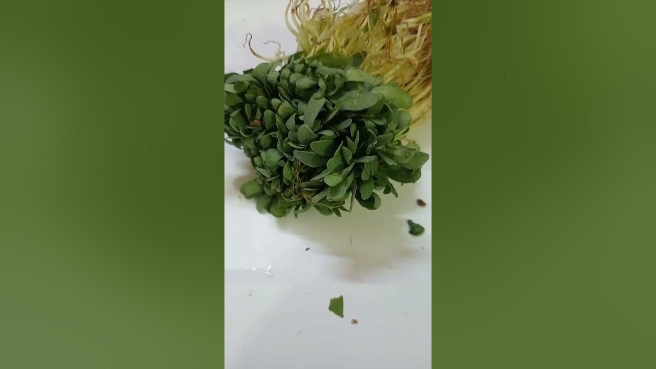 Choti Methi Ko English Me Kya Kahte Hain short viral YouTube choti-methi-ko-english-me-kya-kahte-hain-short-viral-youtube