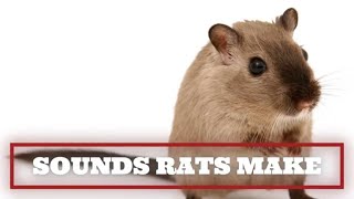 Sounds Rats Make and What They Mean - A Comprehensive Guide