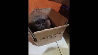 Java Monkey so cute | Bayi Lutung Jawa yg imut 😍