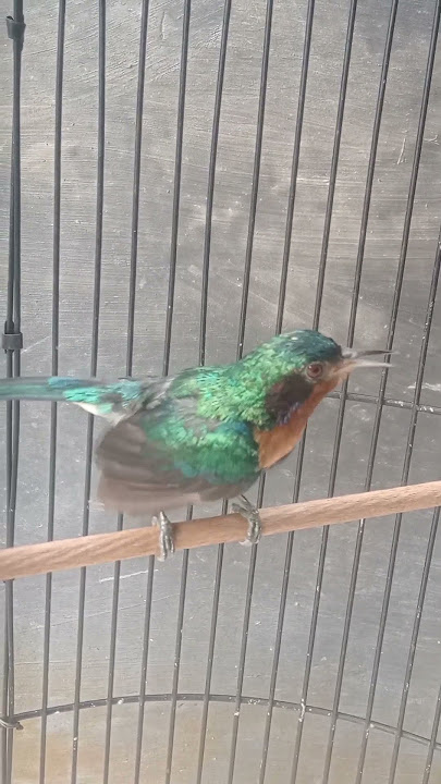 Download lagu pancingan burung kowul/Kolibri Muncang gacor jinak #kicaumania