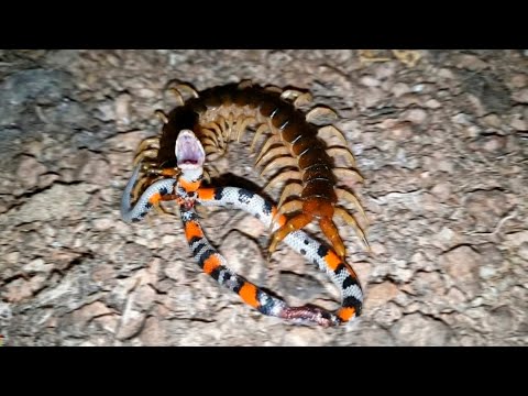 A LACRAIA MATOU A COBRA SEM DÓ