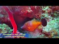 Supermans flight dive site saint lucia 360