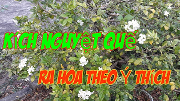 Kích Hoa Nguyệt Quế/Ra Bông Quanh Năm|NQVMV/kỷ thuật tạo dáng.