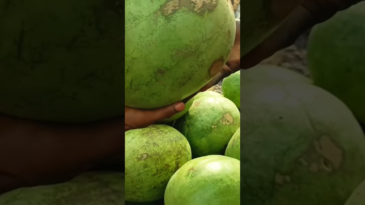 Fruit Market: Open Fresh Fruit Market in Lagos Nigeria | West Africa 