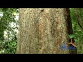 BIGGEST TREE IN GHANA