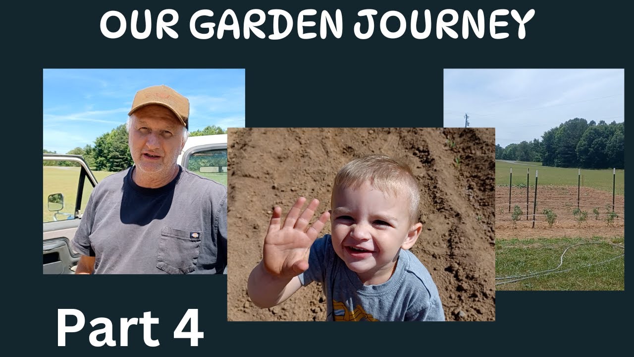 Staking up the Tomatoes 🍅 with a Florida Weave and it's Very BUDGET FRIENDLY