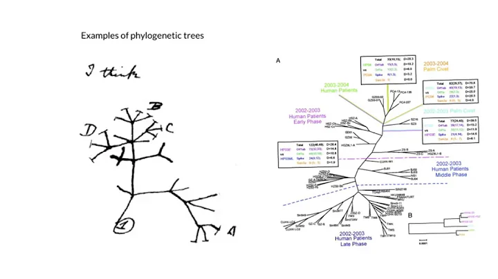 Bioinformatics: Introduction to Molecular Phylogenetics and Tree Algorithms