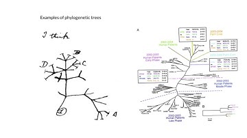 Bioinformatics: Introduction to Molecular Phylogenetics and Tree Algorithms