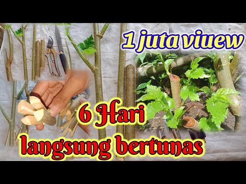 Cara Tanam Pohon Dari Batang