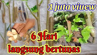 CARA STEK MURBEI DENGAN CEPAT ANTI GAGAL || BUDIDAYA MURBEI