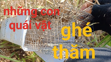 bẫy rắn bị quái vật ghé thăm và phá liên tục 2 cái lòng/snake trap in Vietnam