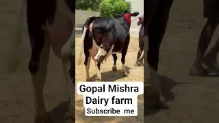 gopal Mishra dairy farm #animals #bhesh #dairyfarm #dairyproducts