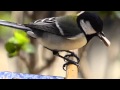 餌台に来たシジュウカラの生態