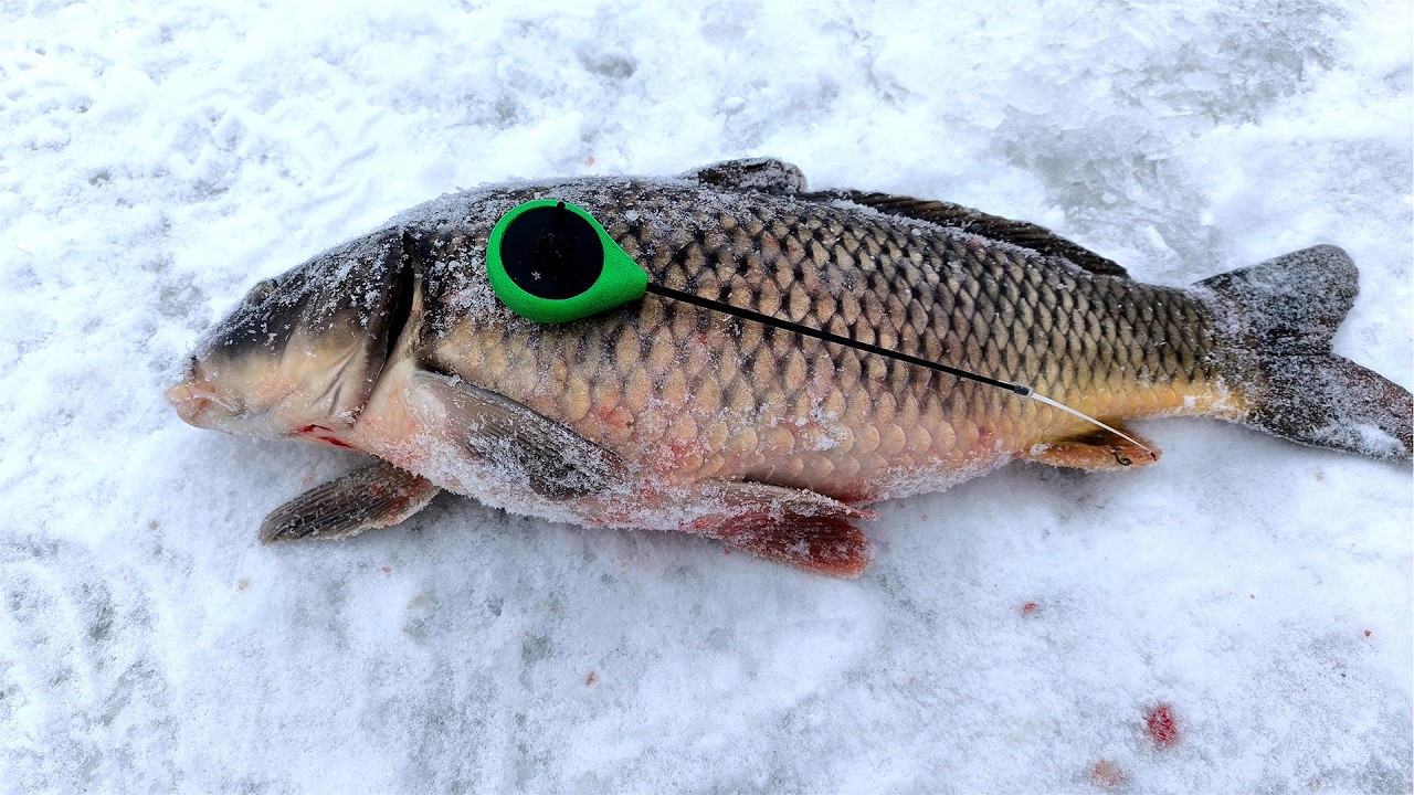 зимова риболовля на бічний кивок сазан, короп, карасі відривають мормишки як спіймати взимку