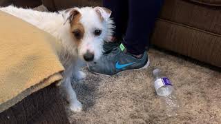 Using Counterconditioning To Help Gus Get Over Her Fear Of Sounds