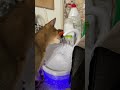 Поилка фонтан для кошки. Абиссинский кот пьет