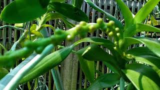 Aerides NOID in spike/bud