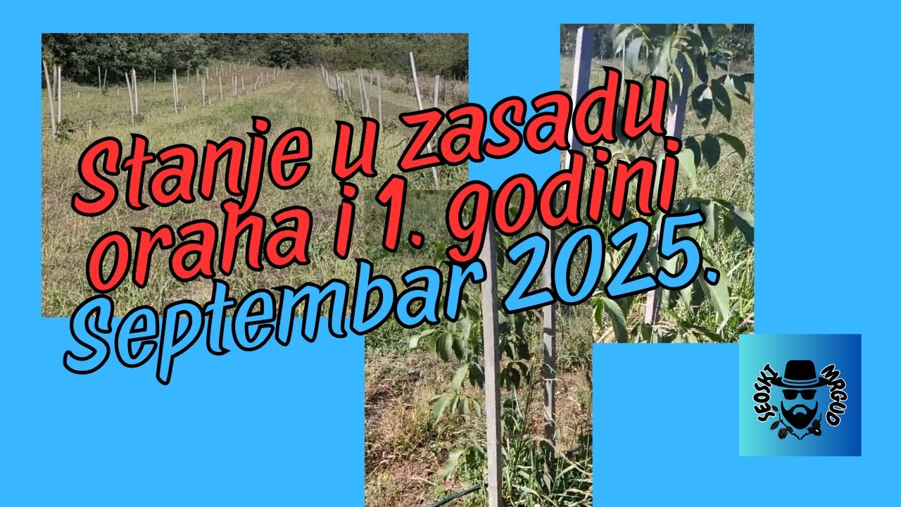 Izveštaj iz zasada oraha u prvoj godini (Septembar 2025.) #seoskimrgud #orah